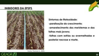 INIBIDORES DA EPSPS
33
Sintomas de fitotoxidade:
-paralisação do crescimento;
-amarelecimento dos meristemas e das
folhas mais jovens;
-folhas com estrias ou avermelhadas e
posterior necrose e morte.
Fonte: Thomas A., 2025.
 