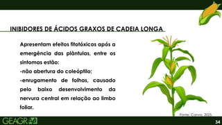 34
INIBIDORES DE ÁCIDOS GRAXOS DE CADEIA LONGA
Apresentam efeitos fitotóxicos após a
emergência das plântulas, entre os
sintomas estão:
-não abertura do coleóptilo;
-enrugamento de folhas, causado
pelo baixo desenvolvimento da
nervura central em relação ao limbo
foliar.
Fonte: Canva, 2025.
 