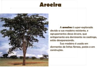 Aroeira


           A aroeira é super-explorada
   devido a sua madeira resistente, e
   agrupamentos dessa árvore, que
   antigamente era dominante na caatinga,
   estão desaparecendo.
           Sua madeira é usada em
   dormentes de linhas férreas, postes e em
   construções.
 