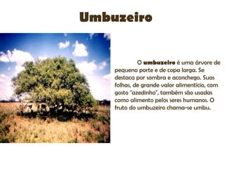 Umbuzeiro


             O umbuzeiro é uma árvore de
    pequeno porte e de copa larga. Se
    destaca por sombra e aconchego. Suas
    folhas, de grande valor alimentício, com
    gosto "azedinho", também são usadas
    como alimento pelos seres humanos. O
    fruto do umbuzeiro chama-se umbu.
 