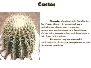 Cactos

          Os cactos são plantas da Família das
 Cactáceas. Mesmo atravessando longos
 períodos sem chuvas, eles conseguem
 permanecer verdes e vigorosos. Suas formas
 são variadas, a maioria tem espinhos e alguns
 dão flores muito vistosas.
          Podem ser pequenos (com dois
 centímetros de altura, por exemplo) ou ter até
 dez metros de altura.
 