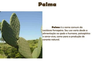 Palma


          Palma é o nome comum da
 cactácea forrageira. Seu uso varia desde a
 alimentação ao gado e humana, paisagístico
 e cerca-viva, como para a produção de
 corante natural.
 