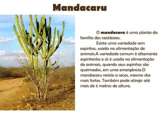 Mandacaru

             O mandacaru é uma planta da
    família das cactáceas.
             Existe uma variedade sem
    espinhos, usada na alimentação de
    animais.A variedade comum é altamente
    espinhenta e só é usada na alimentação
    de animais, quando seus espinhos são
    queimados, em uma emergência.O
    mandacaru resiste a secas, mesmo das
    mais fortes. Também pode atingir até
    mais de 5 metros de altura.
 