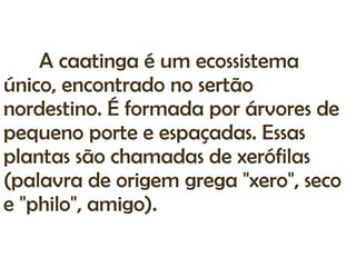 A caatinga é um ecossistema
único, encontrado no sertão
nordestino. É formada por árvores de
pequeno porte e espaçadas. Essas
plantas são chamadas de xerófilas
(palavra de origem grega "xero", seco
e "philo", amigo).
 