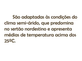 São adaptadas às condições do
clima semi-árido, que predomina
no sertão nordestino e apresenta
médias de temperatura acima dos
25ºC.
 