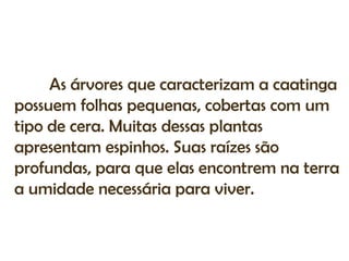 As árvores que caracterizam a caatinga
possuem folhas pequenas, cobertas com um
tipo de cera. Muitas dessas plantas
apresentam espinhos. Suas raízes são
profundas, para que elas encontrem na terra
a umidade necessária para viver.
 