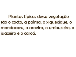 Plantas típicas dessa vegetação
são o cacto, a palma, o xiquexique, o
mandacaru, a aroeira, o umbuzeiro, o
juazeiro e o caroá.
 