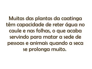 Muitas das plantas da caatinga
têm capacidade de reter água no
  caule e nas folhas, o que acaba
  servindo para matar a sede de
 pessoas e animais quando a seca
        se prolonga muito.
 