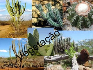 ã o
      ta ç
   g e
V e
 