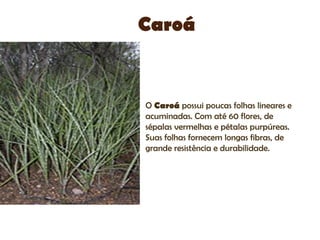 Caroá


O Caroá possui poucas folhas lineares e
acuminadas. Com até 60 flores, de
sépalas vermelhas e pétalas purpúreas.
Suas folhas fornecem longas fibras, de
grande resistência e durabilidade.
 