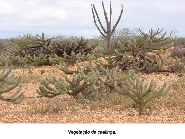 Plantas Tìpicas da Caatinga Plantas Tìpicas da Caatinga