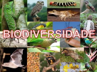 Fonte: Not 1 – Número 1 em
 