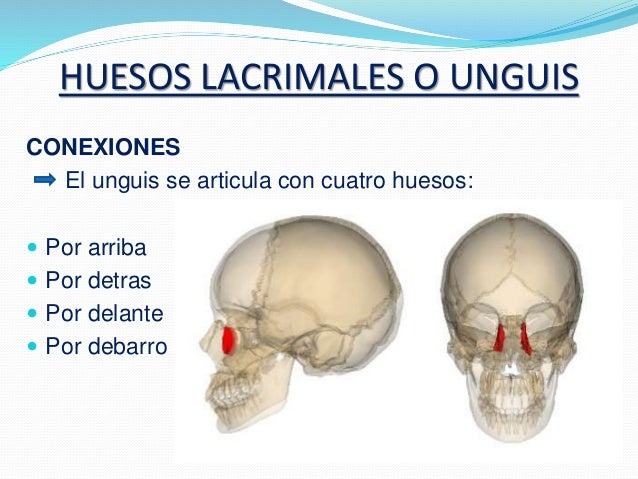 Huesos de la cara anatomia (2)
