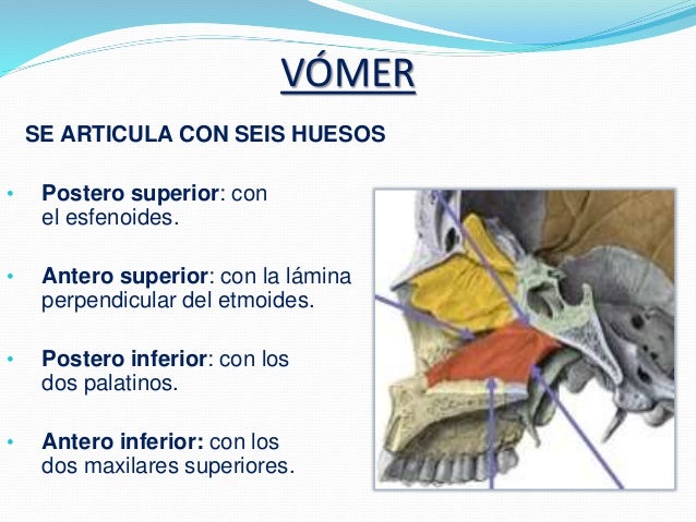 Con Que Huesos Se Articula El Vomer