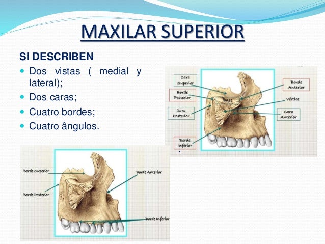 Huesos de la cara anatomia (2)