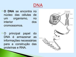  O DNA se encontra no
núcleo das células de
um organismo, no
interior dos
cromossomos.
 O principal papel do
DNA é armazenar as
informações necessárias
para a construção das
proteínas e RNA.
 