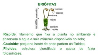 Slides do Reino Plantae os quatro grupos | PDF