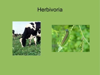 Herbivoria
 