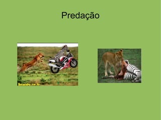Predação
 