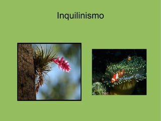 Inquilinismo
 