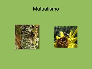 Mutualismo
 