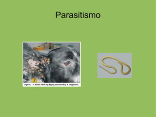 Parasitismo
 