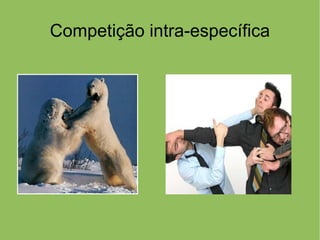 Competição intra-específica
 