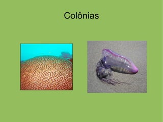 Colônias
 