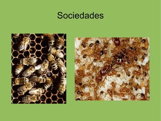 Sociedades
 