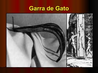 Garra de Gato 