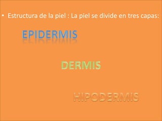 • Estructura de la piel : La piel se divide en tres capas:
 