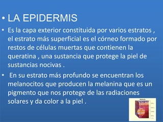 • LA EPIDERMIS
• Es la capa exterior constituida por varios estratos ,
  el estrato más superficial es el córneo formado por
  restos de células muertas que contienen la
  queratina , una sustancia que protege la piel de
  sustancias nocivas .
• En su estrato más profundo se encuentran los
  melanocitos que producen la melanina que es un
  pigmento que nos protege de las radiaciones
  solares y da color a la piel .
 