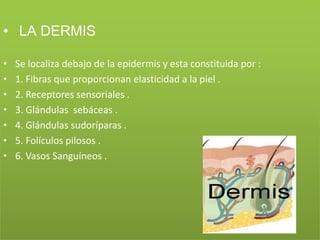 • LA DERMIS

•   Se localiza debajo de la epidermis y esta constituida por :
•   1. Fibras que proporcionan elasticidad a la piel .
•   2. Receptores sensoriales .
•   3. Glándulas sebáceas .
•   4. Glándulas sudoríparas .
•   5. Folículos pilosos .
•   6. Vasos Sanguíneos .
 