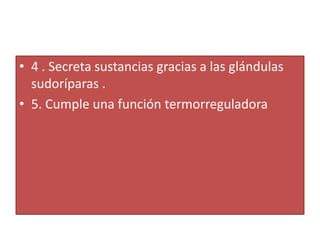 • 4 . Secreta sustancias gracias a las glándulas
  sudoríparas .
• 5. Cumple una función termorreguladora
 