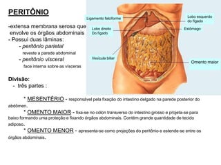 PERITÔNIO
-extensa membrana serosa que
envolve os órgãos abdominais
- Possui duas lâminas:
- peritônio parietal
reveste a parede abdominal
- peritônio visceral
face interna sobre as vísceras
Divisão:
- três partes :
* MESENTÉRIO - responsável pela fixação do intestino delgado na parede posterior do
abdômen.
* OMENTO MAIOR - fixa-se no cólon transverso do intestino grosso e projeta-se para
baixo formando uma proteção e fixando órgãos abdominais. Contém grande quantidade de tecido
adiposo.
* OMENTO MENOR - apresenta-se como projeções do peritônio e estende-se entre os
órgãos abdominais.
Vesícula biliar
Estômago
Lobo direito
Do fígado
Ligamento falciforme
Omento maior
Lobo esquerdo
do fígado
 