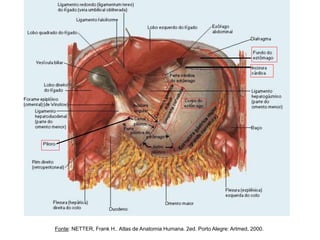 Fonte: NETTER, Frank H.. Atlas de Anatomia Humana. 2ed. Porto Alegre: Artmed, 2000.
 