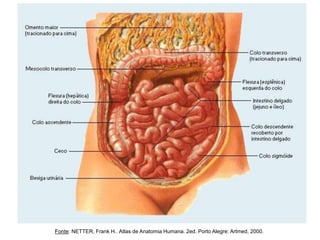 Fonte: NETTER, Frank H.. Atlas de Anatomia Humana. 2ed. Porto Alegre: Artmed, 2000.
 