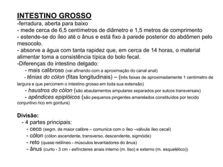 INTESTINO GROSSO
-ferradura, aberta para baixo
- mede cerca de 6,5 centímetros de diâmetro e 1,5 metros de comprimento
- estende-se do íleo até o ânus e está fixo à parede posterior do abdômen pelo
mesocolo.
- absorve a água com tanta rapidez que, em cerca de 14 horas, o material
alimentar toma a consistência típica do bolo fecal.
-Diferenças do intestino delgado:
- mais calibroso (vai afinando com a aproximação do canal anal)
- tênias do cólon (fitas longitudinais) – (três faixas de aproximadamente 1 centímetro de
largura e que percorrem o intestino grosso em toda sua extensão)
- haustros do cólon (são abaulamentos ampulares separados por sulcos transversais)
- apêndices epiplóicos (são pequenos pingentes amarelados constituídos por tecido
conjuntivo rico em gordura)
Divisão:
- 4 partes principais:
- ceco (segm. de maior calibre – comunica com o íleo –válvula íleo cecal)
- cólon (cólon ascendente, transverso, descendente, sigmóide)
- reto (quase retilíneo - músculos levantadores do ânus)
- ânus (curto - 3 cm - esfíncteres anais interno (m. liso) e externo (m. esquelético))
 