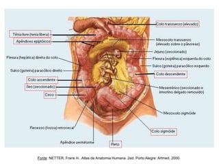 Fonte: NETTER, Frank H.. Atlas de Anatomia Humana. 2ed. Porto Alegre: Artmed, 2000.
 
