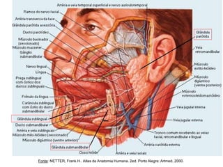 Fonte: NETTER, Frank H.. Atlas de Anatomia Humana. 2ed. Porto Alegre: Artmed, 2000.
 