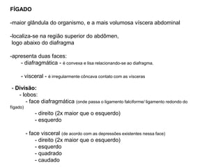 FÍGADO
-maior glândula do organismo, e a mais volumosa víscera abdominal
-localiza-se na região superior do abdômen,
logo abaixo do diafragma
-apresenta duas faces:
- diafragmática - é convexa e lisa relacionando-se ao diafragma.
- visceral - é irregularmente côncava contato com as vísceras
- Divisão:
- lobos:
- face diafragmática (onde passa o ligamento falciforme/ ligamento redondo do
fígado)
- direito (2x maior que o esquerdo)
- esquerdo
- face visceral (de acordo com as depressões existentes nessa face)
- direito (2x maior que o esquerdo)
- esquerdo
- quadrado
- caudado
 