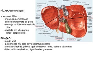 FÍGADO (continuação)
- Vesícula Biliar
- músculo membranoso
cônico em formato de pêra
- se aloja na fossa da vesícula
biliar
- dividida em três partes:
fundo, corpo e colo.
FUNÇÃO:
- órgão vital
- pelo menos 1/3 dele deve estar funcionante
- armazenador de glicose (gde qtidades), ferro, cobre e vitaminas
- bile - indispensável na digestão das gorduras
 
