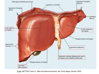 Fonte: NETTER, Frank H.. Atlas de Anatomia Humana. 2ed. Porto Alegre: Artmed, 2000.
 