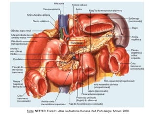 Fonte: NETTER, Frank H.. Atlas de Anatomia Humana. 2ed. Porto Alegre: Artmed, 2000.
 