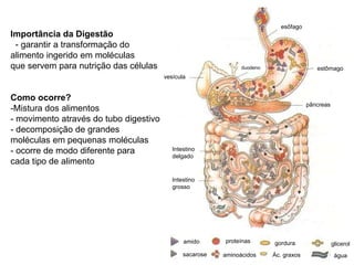 vesícula
duodeno
esôfago
estômago
Intestino
delgado
pâncreas
Intestino
grosso
sacarose
amido proteínas
aminoácidos
gordura
Ác. graxos
glicerol
água
Importância da Digestão
- garantir a transformação do
alimento ingerido em moléculas
que servem para nutrição das células
Como ocorre?
-Mistura dos alimentos
- movimento através do tubo digestivo
- decomposição de grandes
moléculas em pequenas moléculas
- ocorre de modo diferente para
cada tipo de alimento
 