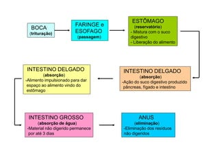 BOCA
(trituração)
ANUS
(eliminação)
-Eliminação dos resíduos
não digeridos
INTESTINO GROSSO
(absorção de água)
-Material não digerido permanece
por até 3 dias
INTESTINO DELGADO
(absorção)
-Ação do suco digestivo produzido
pâncreas, fígado e intestino
ESTÔMAGO
(reservatório)
- Mistura com o suco
digestivo
- Liberação do alimento
FARINGE e
ESOFAGO
(passagem)
INTESTINO DELGADO
(absorção)
-Alimento impulsionado para dar
espaço ao alimento vindo do
estômago
 
