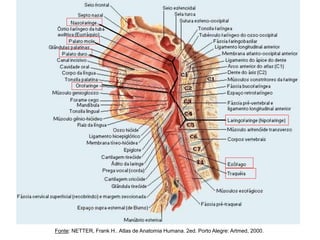 Fonte: NETTER, Frank H.. Atlas de Anatomia Humana. 2ed. Porto Alegre: Artmed, 2000.
 