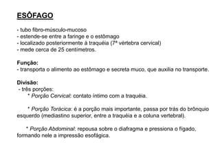 ESÔFAGO
- tubo fibro-músculo-mucoso
- estende-se entre a faringe e o estômago
- localizado posteriormente à traquéia (7ª vértebra cervical)
- mede cerca de 25 centímetros.
Função:
- transporta o alimento ao estômago e secreta muco, que auxilia no transporte.
Divisão:
- três porções:
* Porção Cervical: contato íntimo com a traquéia.
* Porção Torácica: é a porção mais importante, passa por trás do brônquio
esquerdo (mediastino superior, entre a traquéia e a coluna vertebral).
* Porção Abdominal: repousa sobre o diafragma e pressiona o fígado,
formando nele a impressão esofágica.
 