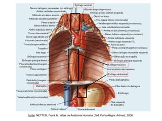 Fonte: NETTER, Frank H.. Atlas de Anatomia Humana. 2ed. Porto Alegre: Artmed, 2000.
 