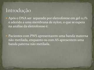  Após o DNA ser separado por eletroforese em gel 0,1%
e aderido a uma membrana de nylon, o que se espera
na análise da eletroforese é:
 Pacientes com PWS apresentarem uma banda materna
não metilada, enquanto os com AS apresentem uma
banda paterna não metilada.
 